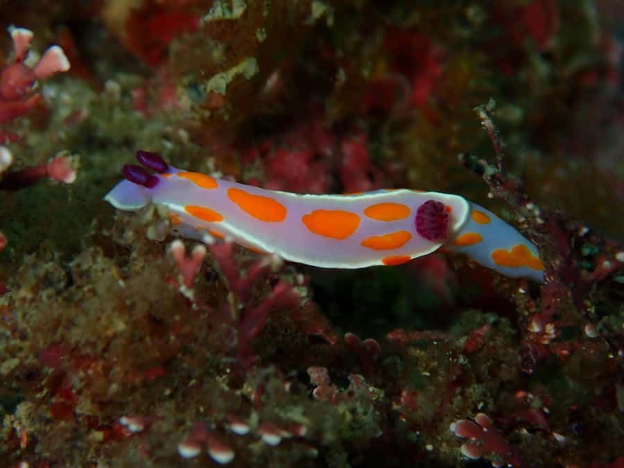 Goat Island Guided Snorkelling Tour For Advanced - Exploring More of the Reserve After the Basics