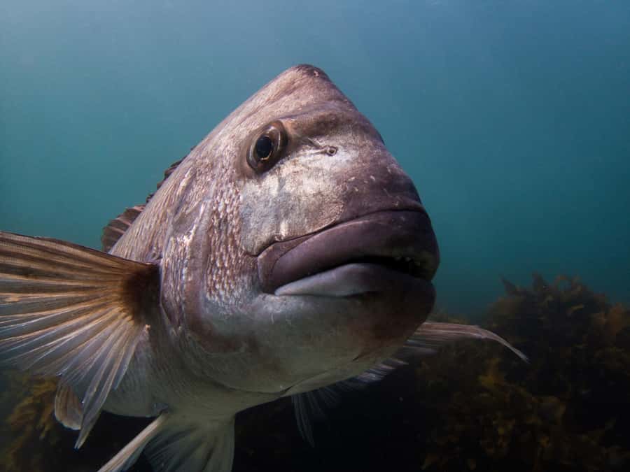 Goat Island Try Scuba Diving Experience - Gear fitting and theory lesson: safety you can actually use