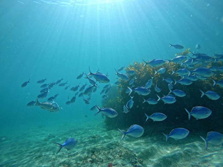 Goat Island Try Scuba Diving Experience - Exploring the Marine Reserve: fish sightings without risky behavior
