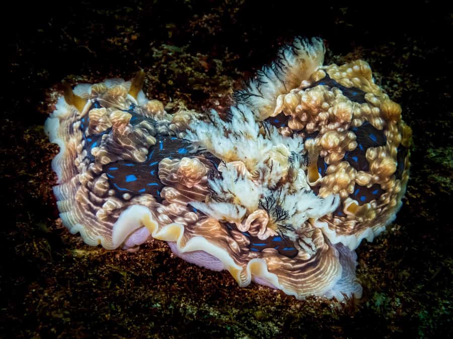 Goat Island Try Scuba Diving Experience - Price and value: $166 for equipment, coaching, and a half-day plan