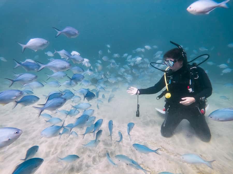 Goat Island Try Scuba Diving Experience - Who should book this try scuba experience, and who should skip it