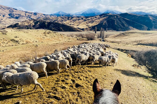 Gold Discovery Trail Horse Trek Cardrona - Most popular! - How good is the value at $309.67 per person?