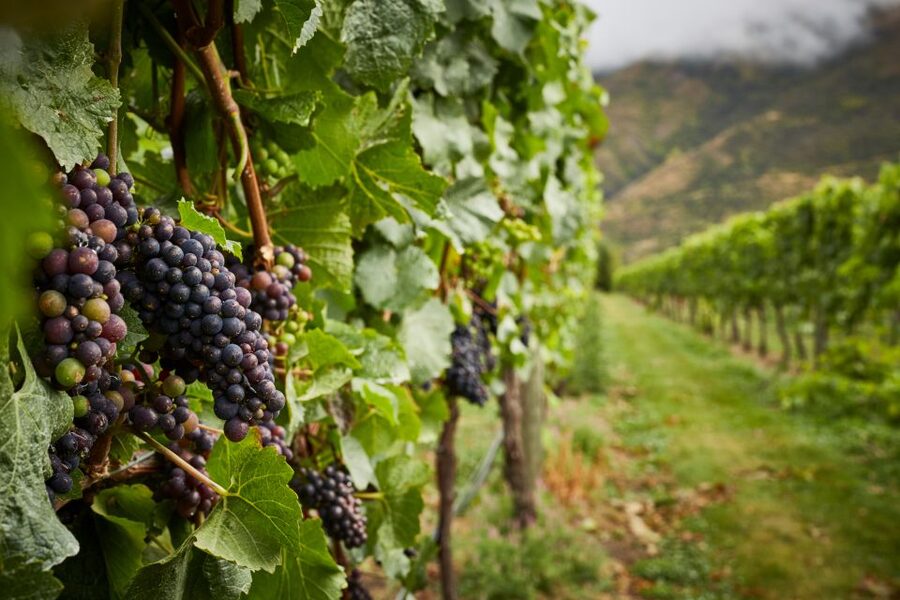 Gourmet Food and Wine Tour with Lunch and Wine Tastings - Gibbston, Cromwell, and Bannockburn basin: four tastings, three styles