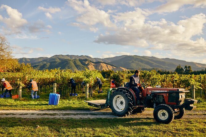 Gourmet Gold Wine Tour: Indulge in Cloudy Bay's finest wines - Saint Clair Vineyard Kitchen: lunch that actually matters