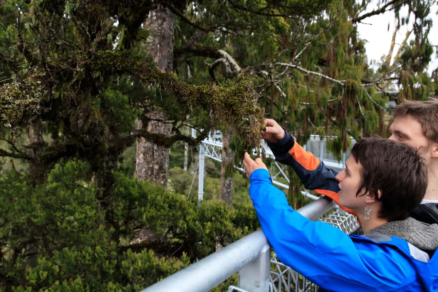 Greymouth: Full-Day Best Of The West Tour - Tree Top Walkway and the Lake Mahinapua tower viewpoint
