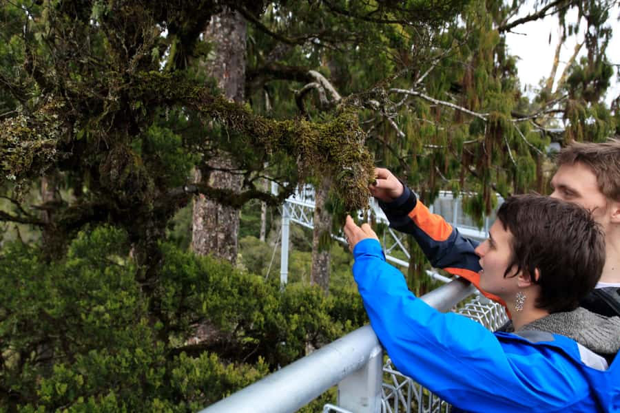 Greymouth: Hokitika Gorge and Tree Top Walkway Half-Day Tour - Should You Book? My Quick Decision Checklist
