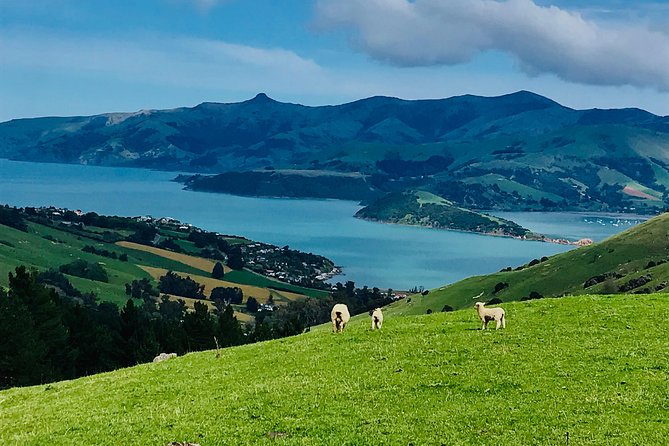 Guided Electric Mountain Bike & Sea Kayak Tour in Akaroa - Fitness and gear: what you should plan for