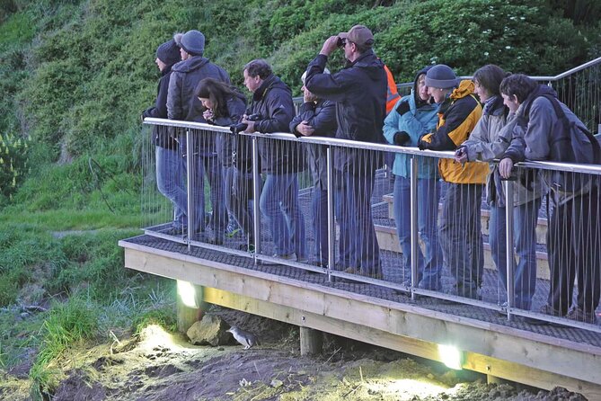 Guided Evening Penguin Viewing Otago Peninsula, Dunedin, New Zealand - Key things you will enjoy most