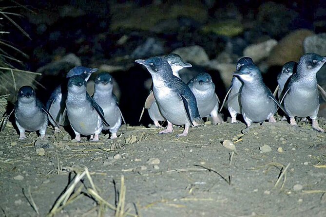 Guided Evening Penguin Viewing Otago Peninsula, Dunedin, New Zealand - The Headland Briefing, Plus the Penguin Story Before the Action