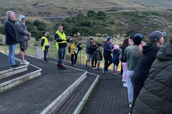 Guided Evening Penguin Viewing Otago Peninsula, Dunedin, New Zealand - Watching from the Hidden Spot and the Open Platform