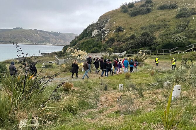 Guided Evening Penguin Viewing Otago Peninsula, Dunedin, New Zealand - Wildlife Odds, Expected Penguin Counts, and What You’ll See