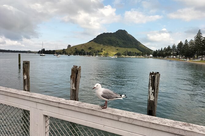 Guided Māori History and Culture Tour to Rotorua and Tauranga - Tauranga, navigation legends, and the 925AD arrival story