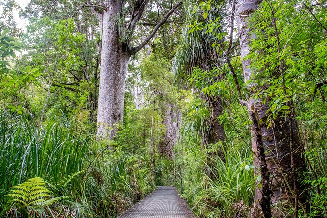 Guided Puketi Kauri Forest Tour in Bay of Islands - Key highlights you should not miss