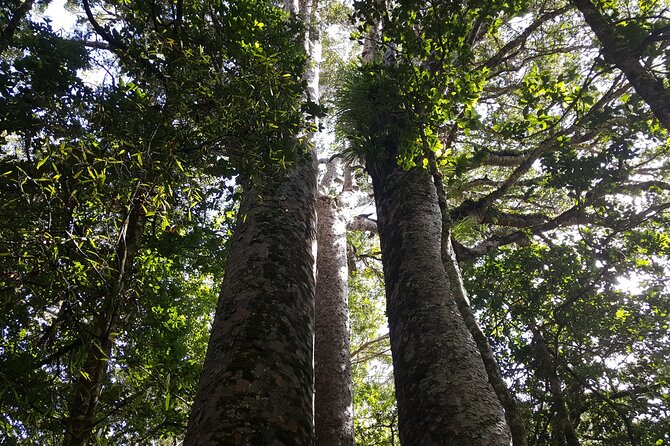 Guided Puketi Kauri Forest Tour in Bay of Islands - Price and value: what $93.09 buys you in real life