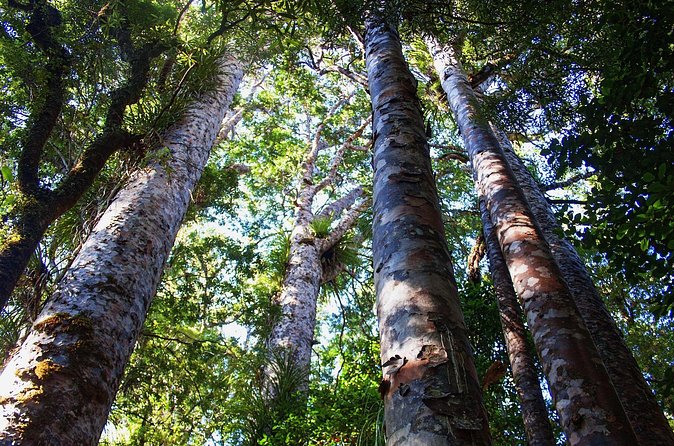 Guided Puketi Kauri Forest Tour in Bay of Islands - Stop 1: Puketi Nature Trail, boardwalk walking, and ancient kauri