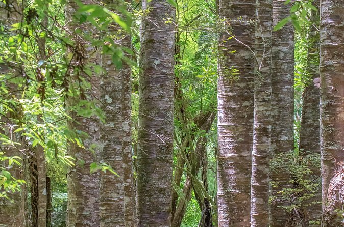 Guided Puketi Kauri Forest Tour in Bay of Islands - Stop 2: Haruru Falls for photos and a quick break