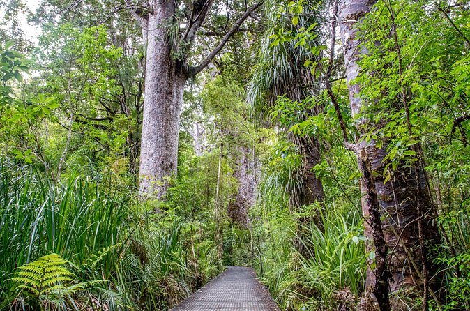 Guided Puketi Kauri Forest Tour in Bay of Islands - Stop 3: Waitangi Golf Club viewpoint for Bay of Islands scope