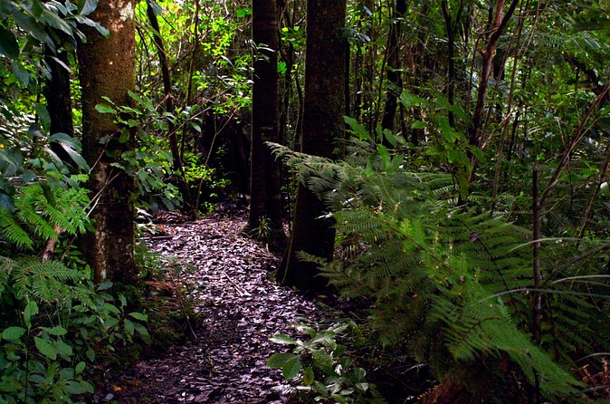 Guided Puketi Kauri Forest Tour in Bay of Islands - DOC-licensed guiding, ecology, and Māori connections you can feel