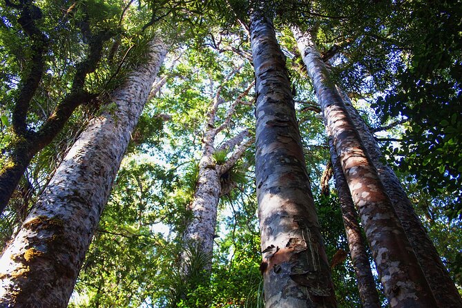 Guided Puketi Kauri Forest Tour in Bay of Islands - The small-group setup (max 9) and why it matters on a trail