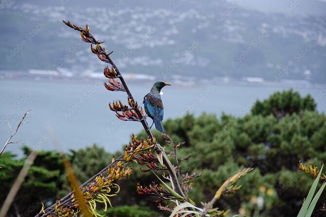 Guided Small Group Walking Tour in Wellington - Ending at Te Papa Tongarewa by the Waterfront