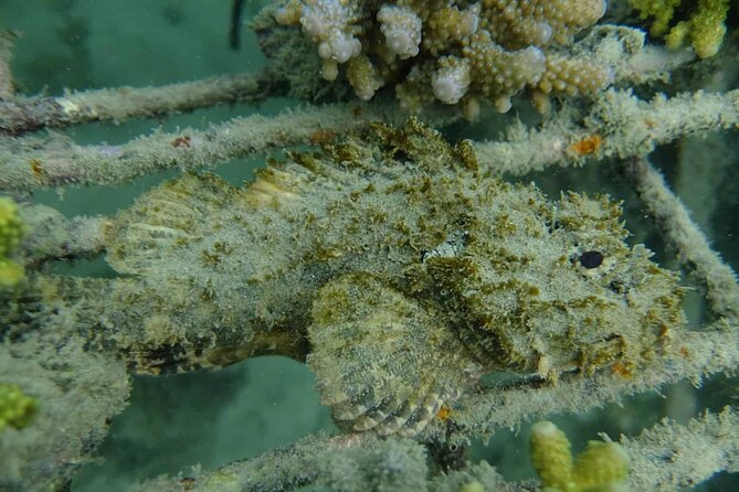 Guided Snorkeling and Island Exploration in Auckland - Who This Tour Fits Best in Auckland (and Who Should Skip It)