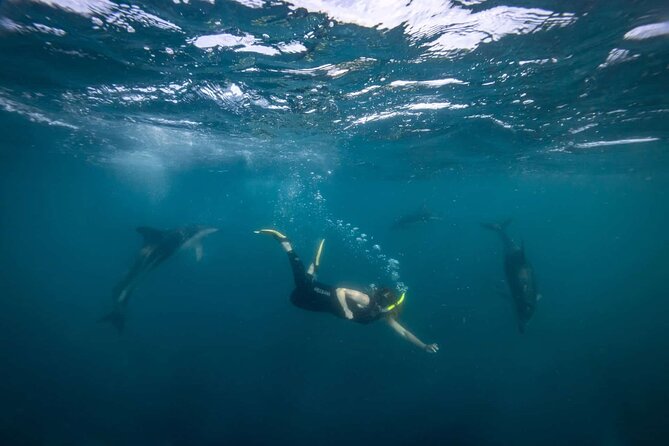 Guided Snorkeling and Island Exploration in Auckland - Value Check: What Makes This Worth $93.09