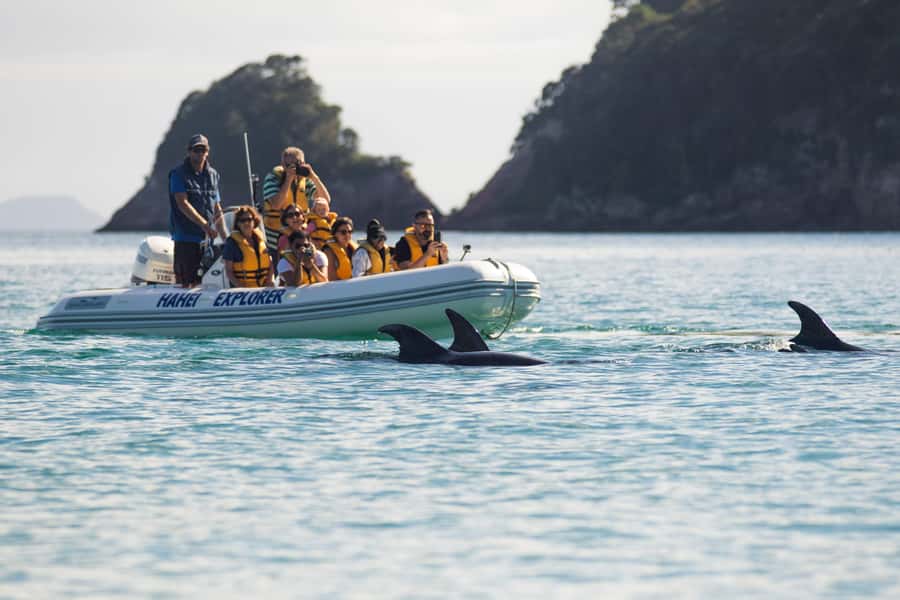 Hahei Explorer Cathedral Cove Boat Tour - Key highlights you will feel right away