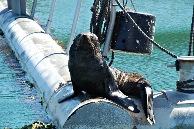 Half-Day Cruise in Marlborough Sounds from Picton - Morning in Picton, then Ship Cove by boat