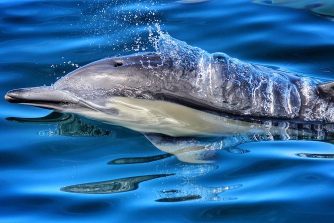 Half Day Dolphin & Wildlife Cruise - Tauranga - Key things I’d pack your schedule around