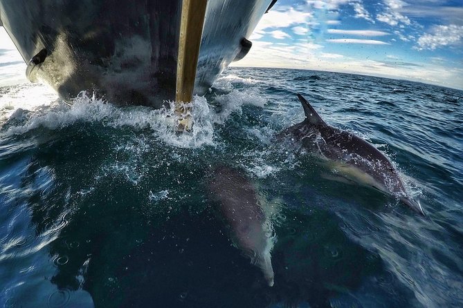 Half Day Dolphin & Wildlife Cruise - Tauranga - Tauranga’s half-day marine cruise: why this route makes sense