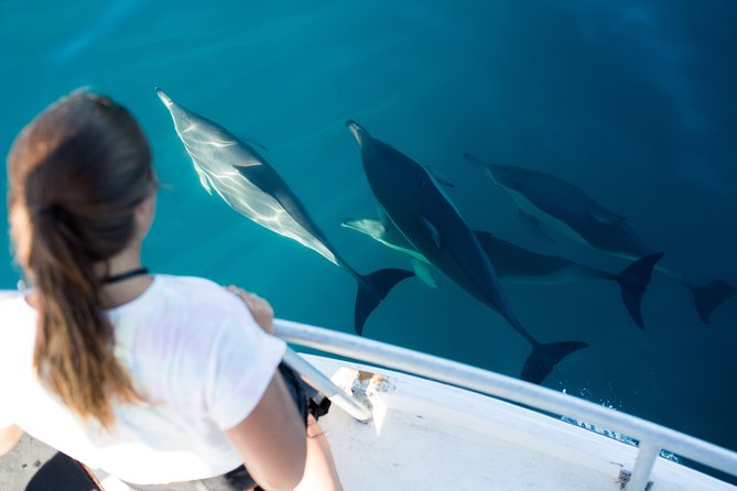 Half Day Dolphin & Wildlife Cruise - Tauranga - What you’ll see on the water: dolphins, penguins, seals, whales, and the rest