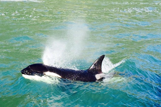 Half Day Dolphin & Wildlife Cruise - Tauranga - The Mt Maunganui sightseeing moments: Mauao views without the hiking commitment