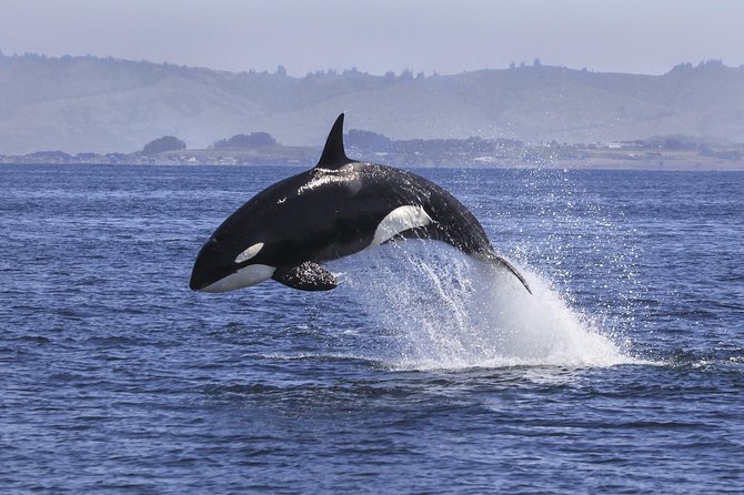 Half Day Dolphin & Wildlife Cruise - Tauranga - Moturiki Island and Mayor Island: where wildlife watching gets real