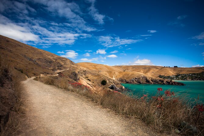 Half Day Guided Walking Tour on Banks Peninsula - Getting There: Pickup, Minivan Comfort, and a Small-Group Feel