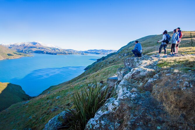 Half Day Guided Walking Tour on Banks Peninsula - Godley Head Loop Track: Pacific Views, Harbour Views, and the WW2 Details