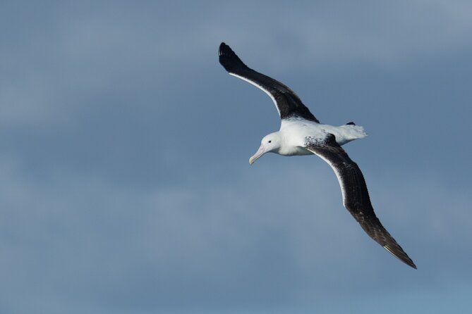Half-Day Private City, Sights & Wildlife Tours - Dunedin Plus The Otago Peninsula In Half a Day