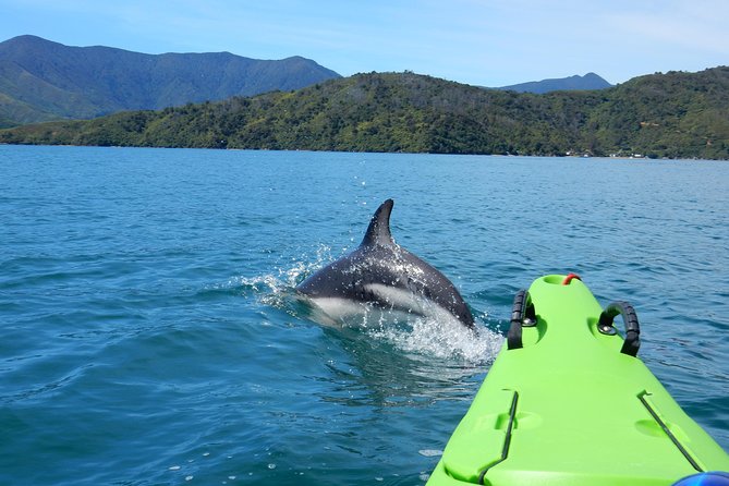 Half day Sea Kayak Guided Tour from Picton - Key highlights you will feel fast