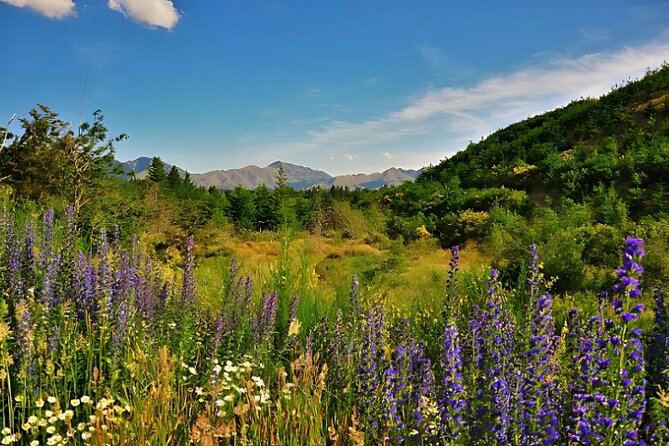 Hanmer Springs Pool Day Tour From Christchurch - Price and Value at $142.73: What You Get, What You Still Pay For