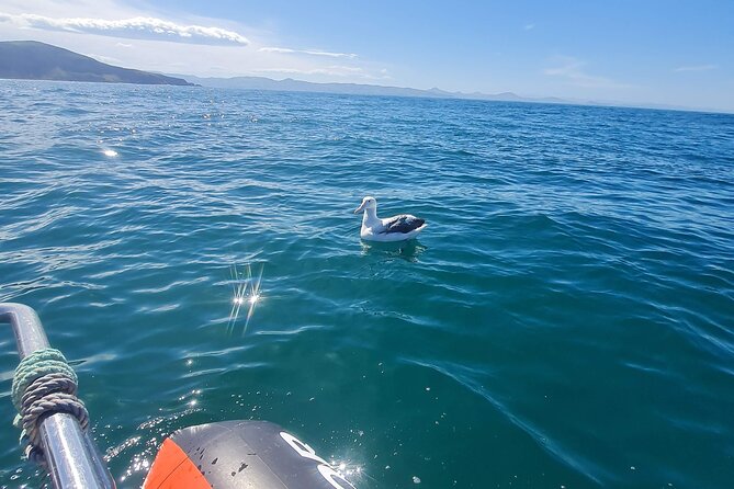 Harbour, Albatross and Wildlife Cruise on Otago Harbour - From Back Beach to the Otago Peninsula, your cruise route in order