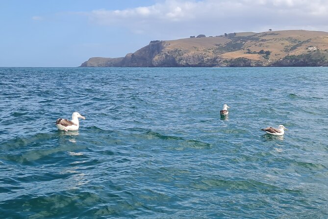 Harbour, Albatross and Wildlife Cruise on Otago Harbour - On-board practicalities, step down, restroom, and what to bring