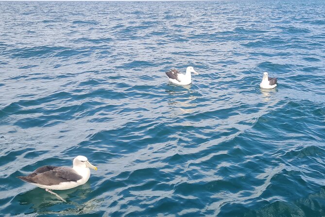 Harbour, Albatross and Wildlife Cruise on Otago Harbour - Price and value at about $80.67 per person