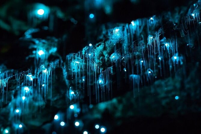 Haruru Waterfalls and Glow Worm Caves Tour - How the 2.5-hour flow really works from Paihia
