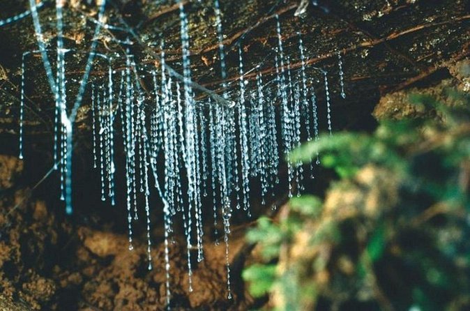 Haruru Waterfalls and Glow Worm Caves Tour - Haruru Waterfalls: short stop, loud payoff