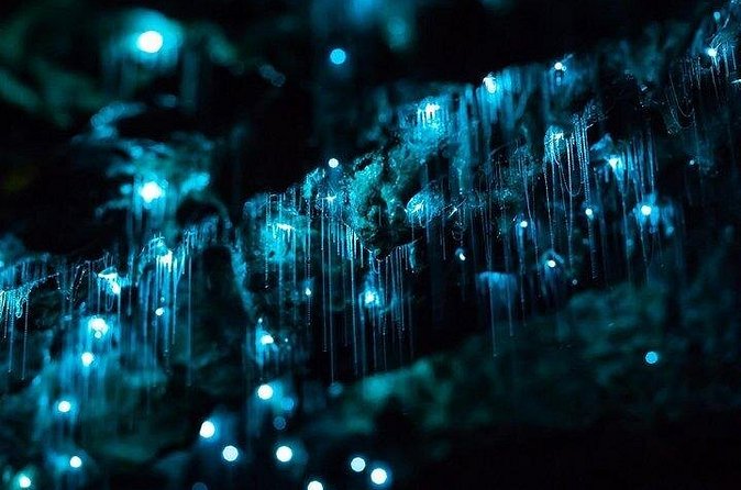 Haruru Waterfalls and Glow Worm Caves Tour - Guide experience: why the stories matter as much as the sights