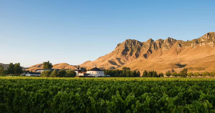 Hawke's Bay: Self Guided Coast to Vineyards Cycle Tour - Te Mata Estate: quick, walk-in wine tasting for when you want less structure