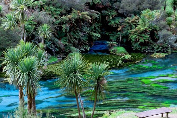 Hobbiton Movie Set Tour to Blue Springs and Mineral Spa - Blue Spring walk: clear water, calm pace