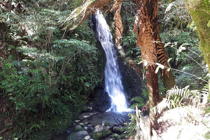 Hobbiton Transport & Tauranga Highlights Excursion from Tauranga - McLaren Falls Park: the nature-and-water reset