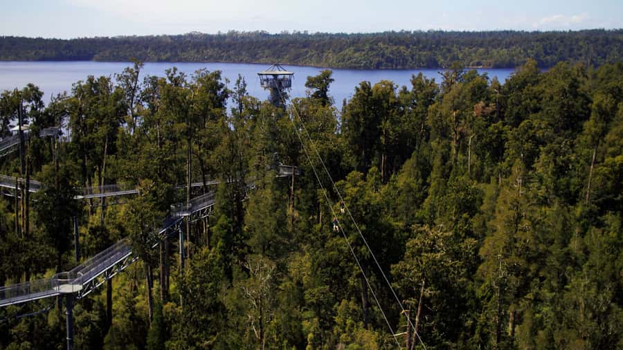 Hokitika: West Coast Tree Top Tower Zip Line and Walk - The 425 m Tandem Zip Line Through the Ancient Forest