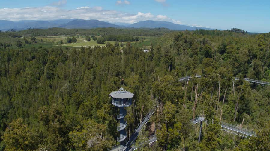 Hokitika: West Coast Tree Top Tower Zip Line and Walk - Rules and Practical Limits You Should Know Before You Go
