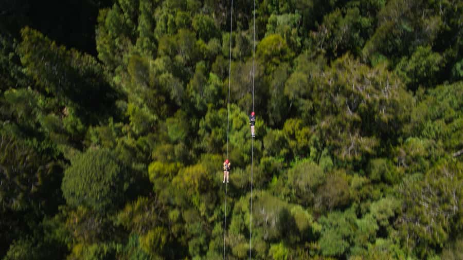 Hokitika: West Coast Tree Top Tower Zip Line and Walk - Who This Hokitika Treetop and Zip Line Tour Suits Best